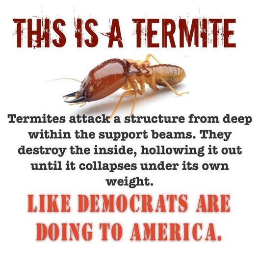 [Image: termite.jpg]